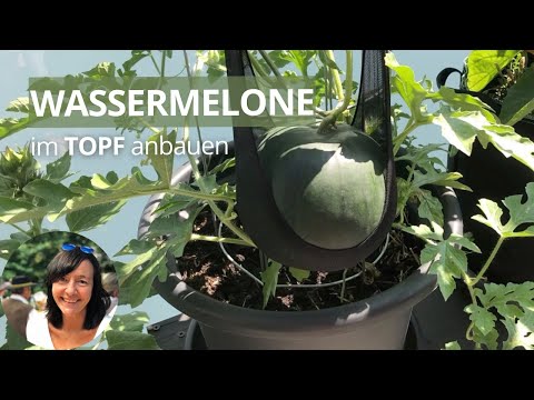 Video: Was ist eine gelbe Baby-Wassermelone: Wachsende gelbe Baby-Melonen im Garten