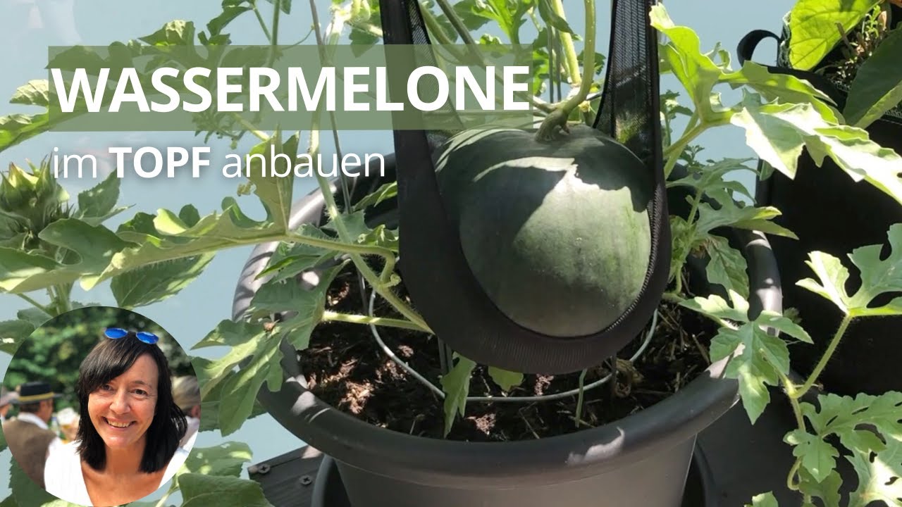 Wassermelone im Topf pflanzen - Wassermelone vertikal anbauen | Sugar Baby  - YouTube