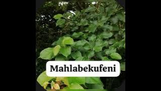 UMAHLABEKUFENI USIZA KUPHI??? #subscribe  #nature #viralvideo #video#traditional@drkhehlelezi9714