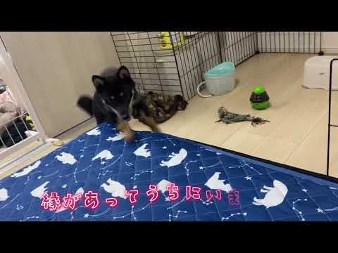 うちにはこんな子がいます！