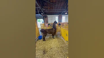 Llamas 