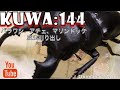 ありゃ１頭目のアチェ撮り忘れてるクワガタ&カブトムシ【パラワン、マリンドッケ、スマトラ、シェンク】成虫掘り出し