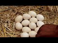 AmazingThe white hen hatched 11 chicks inside the cage