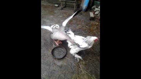Гусь проучил петуха!!!Выясняли,кто сильнее,у кого клювы длиннее!!!