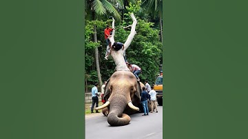 A tree has fallen on an elephant and many people are trying to remove the tree #shortvideo #elephant
