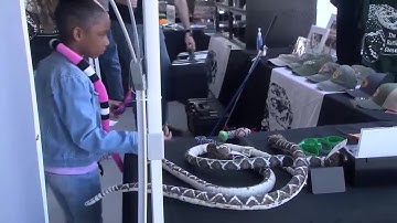 Rattlesnake Roundup held today in Whigham