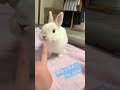 お仕事お疲れ様を言ってくれるうさぎさん②　#shorts #うさぎ #おつかれうさぎシリーズ　#おつうさシリーズ #うさぎのぽっけ #rabbit #bunny