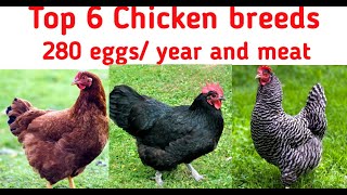 Top 6 chicken breeds for eggs and meat production