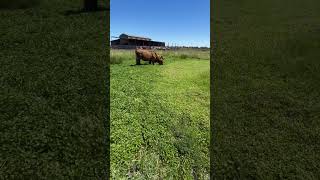 Plantas invasoras Extremadura el batan
