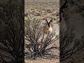 The Pronghorn Built for Speed Across Open Land