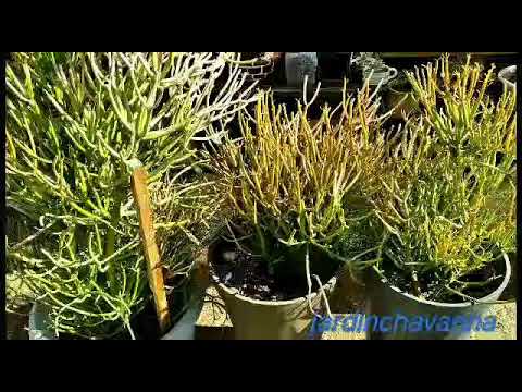 Video: Spurge De Jardín