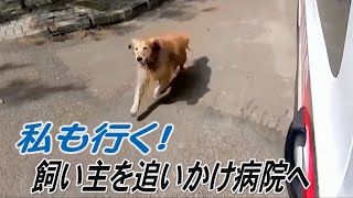 私も連れて行って！飼い主乗せた救急車を追いかける犬が話題　トルコ