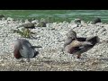AA038 Oita River Grooming Male Wigeon Male Gadwall