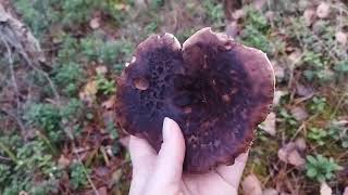 Как выглядят грибы ежёвики, где растут грибы ежёвики у нас в Витебской области Осенние грибы ежёвики
