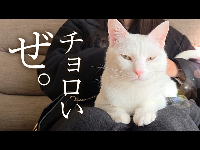 レノックス　猫　白猫　A Prrrfect Family The white cat has become the center of a dog-loving family