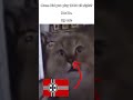 MY CAT AFTER PLAYING HOI4 BE LIKE...  #hoi4 #heartsofiron4 #hoi4meme
