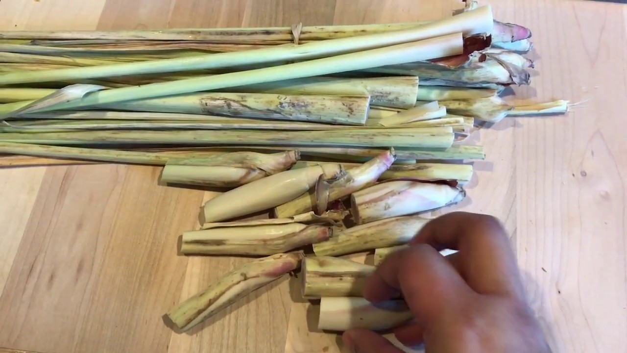 How To Grow Lemongrass From Cuttings YouTube How To Grow Lemongrass From Cuttings YouTube