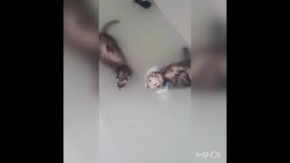 oatmeal bath ferret kiss