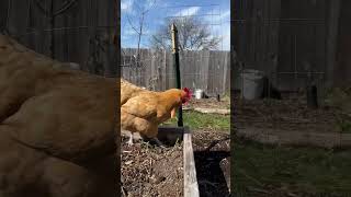 My chickens have evolved #backyardchickens #chickens #chicken #homestead
