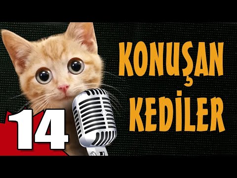 Konuşan Kediler 14 - En Komik Kedi Videoları