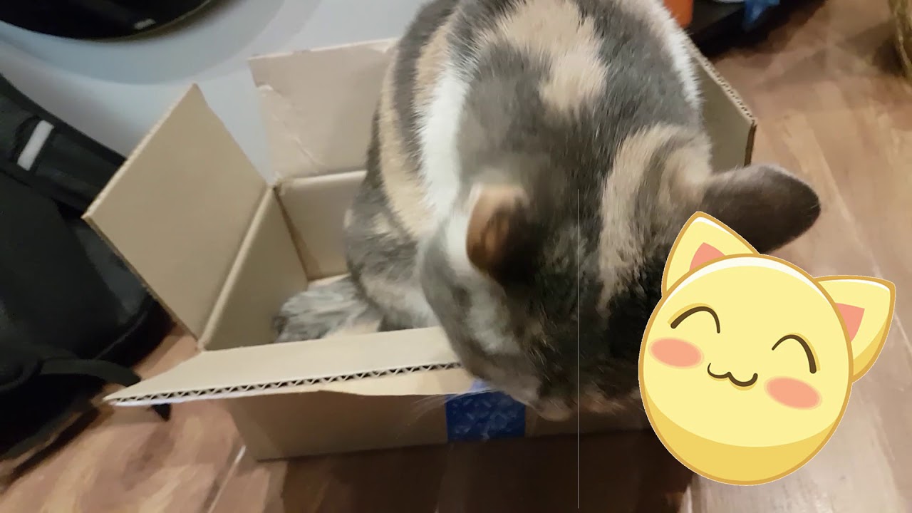 Russian Internet shop - unboxing samsung flash and happy cat