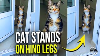 Cat Stands on Hind Legs by an Open Door as Owner Laughs