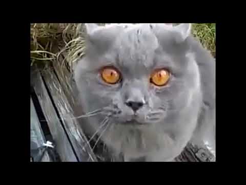 Кот говорит нормально