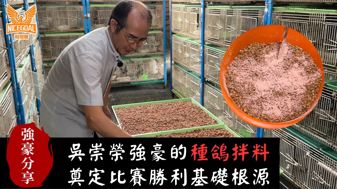 【強豪分享】吳崇榮強豪的種鴿拌料，奠定比賽勝利基礎根源｜耐翔購