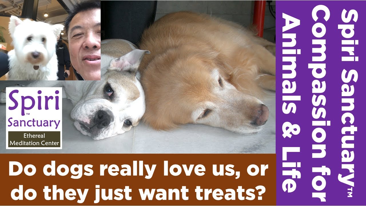 Do dogs really love us, or do they just want treats? Scientists use brain scans to find out