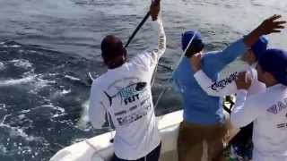 Tuna Fishing in Hannibal Bank Panama (Banco Hannibal Panama)