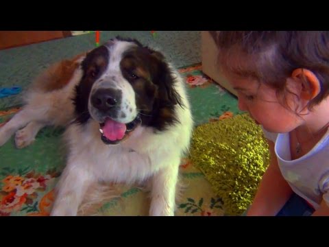 Vídeo: Races De Gossos Per A Nens