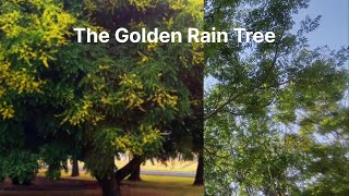 The Golden Rain Tree and 1957 Hollywood Movie 'Raintree County' A  Civil War Romantic Drama