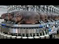 Massive Hippo Cheese Production Line: From Hippo Milking to Modern Packaging
