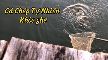 Câu lancer - câu lăng xê | Câu Cá Chép Tự Nhiên | fishing for a living 99