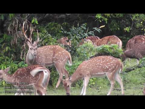 Herds Of Deer Grazing In The Forest Must Watch