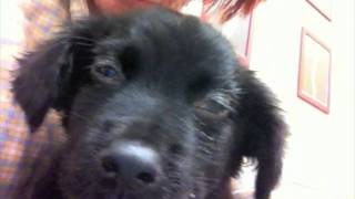 Little Libby Needs Our Help
