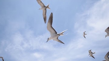 Sooty Terns of Ascension