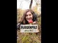 Fliegenpilz  von fliegen rausch und symbiosen pilze short