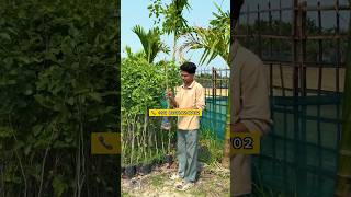 Red Sandalwood Plants 6 Feet for Sale 🌳 | Lal Chandan | High Value Tree | Best Price India