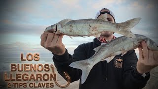 Picarón Panzones de + 500. Pescando en bajante con langostino, camarón y Magrú. #pesca #pejerrey 