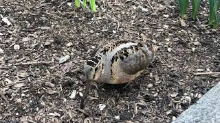 American Woodcock in Bryant Park
