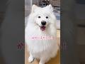 【勘弁して】デスク横のかわい子ちゃんが現れた！ #サモエド #犬のいる生活 #愛犬 #大型犬