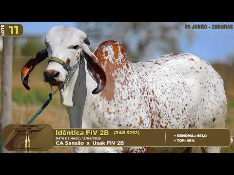 LOTE 11   ZAB 3292