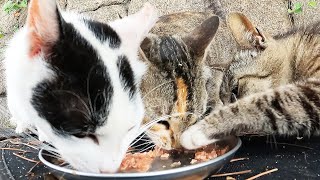 What is the feeding ground for noisy stray cats?