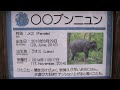 ラオスから4頭の子ゾウ