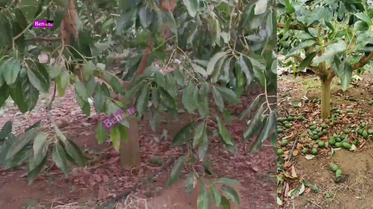 تسببت الرياح القوية في خسائر مادية في العديد من أشجار الأفوكادو