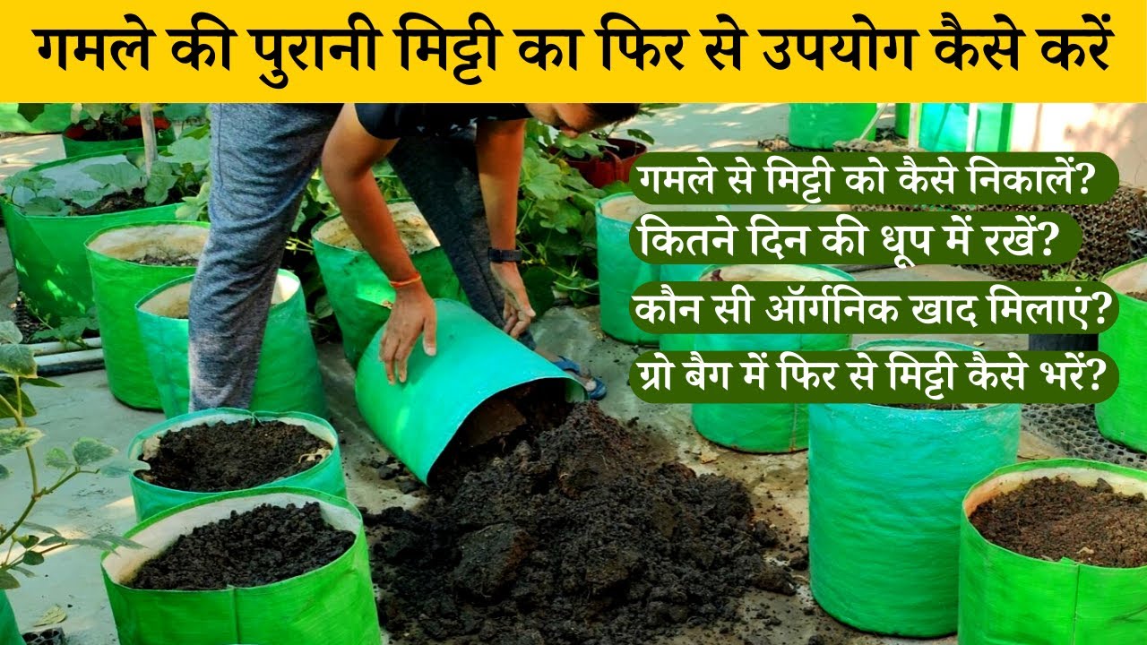गमले की पुरानी मिट्टी का फिर से उपयोग कैसे करें How to Reusing Potting