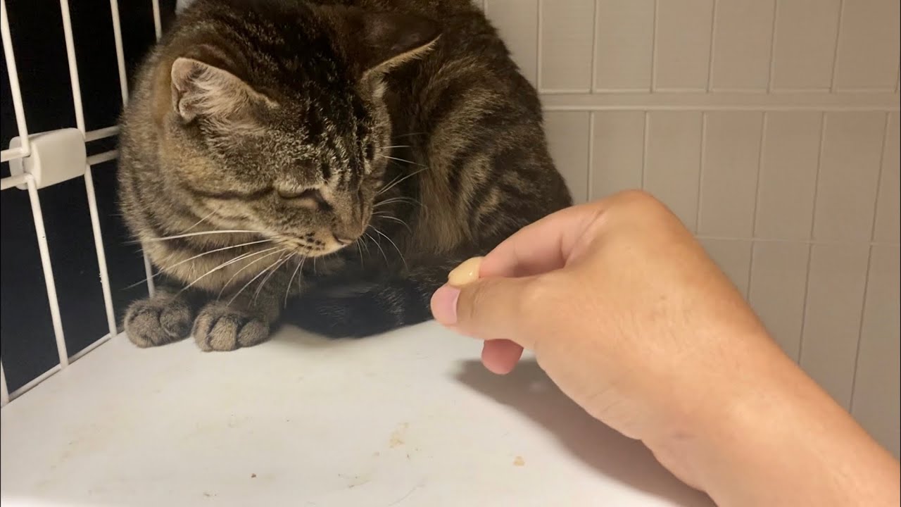 危険 元野良のママ猫さんに素手ちゅーる 保護猫 Youtube 危険 元野良のママ猫さんに素手ちゅーる 保護猫 Youtube