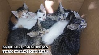 ANNELERİ TARAFINDAN TERK EDİLEN KEDİLER SONRASI....