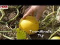 Top 4 Signs a Winter Squash is Ready to Harvest!
